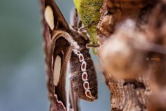 Südamerikanischer Augenspinner (Rothschildia jacobaeae)