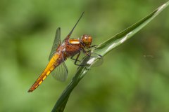 junges Weibchen der Plattbauch Libelle (Libellula depressa)