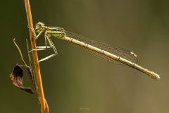 Makro einer Kleinlibelle