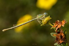 Makro einer Kleinlibelle