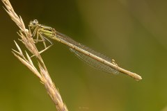 Makro einer Kleinlibelle